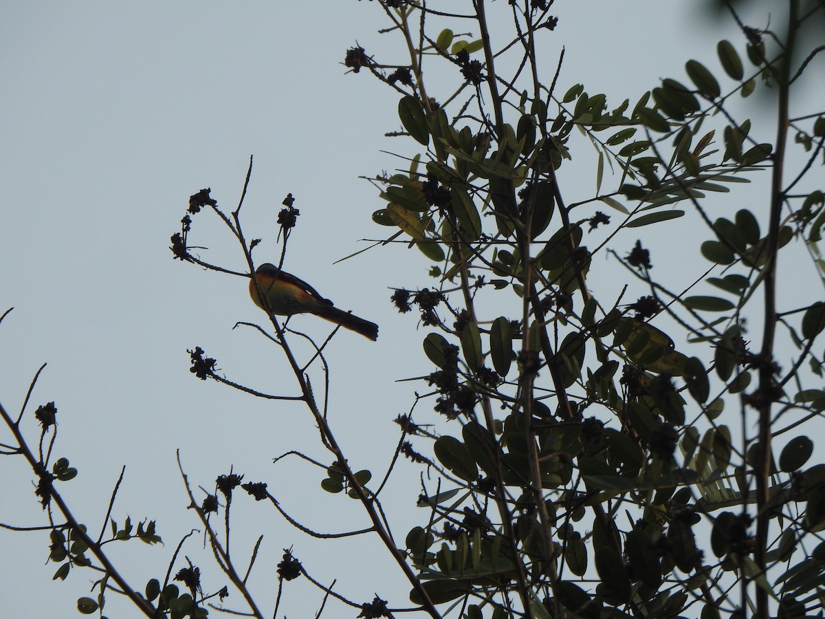 Minivet oranor - ML640353125