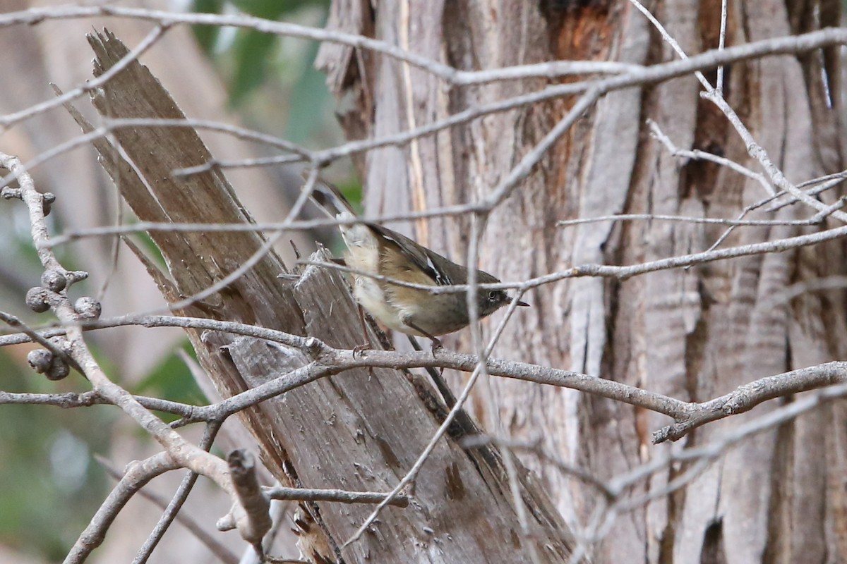 Spotted Scrubwren - ML640353128