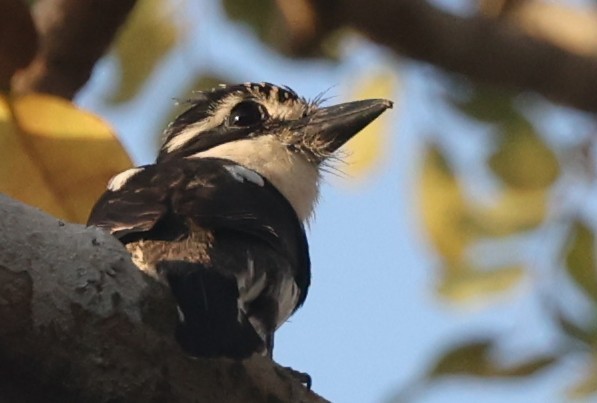 Pied Puffbird - ML640353129