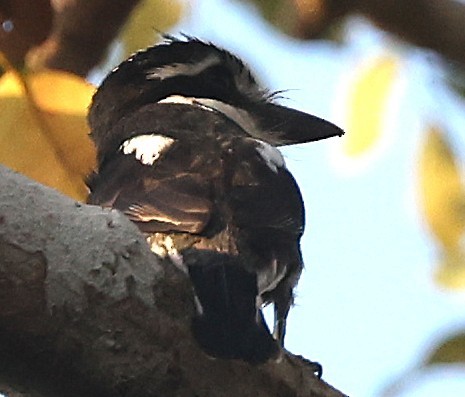Pied Puffbird - ML640353132