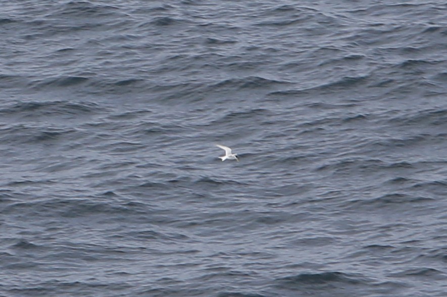 Australian Fairy Tern - ML640353150