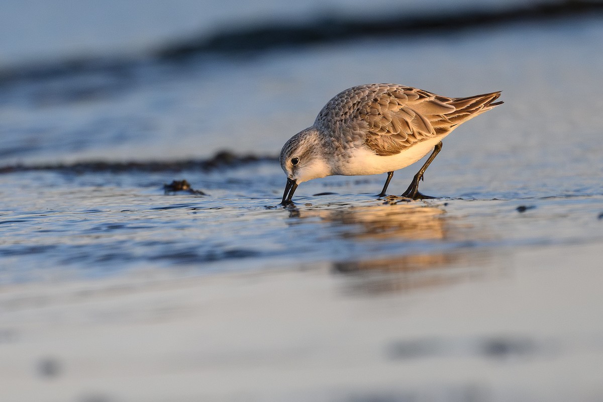 Red-necked Stint - ML640353167
