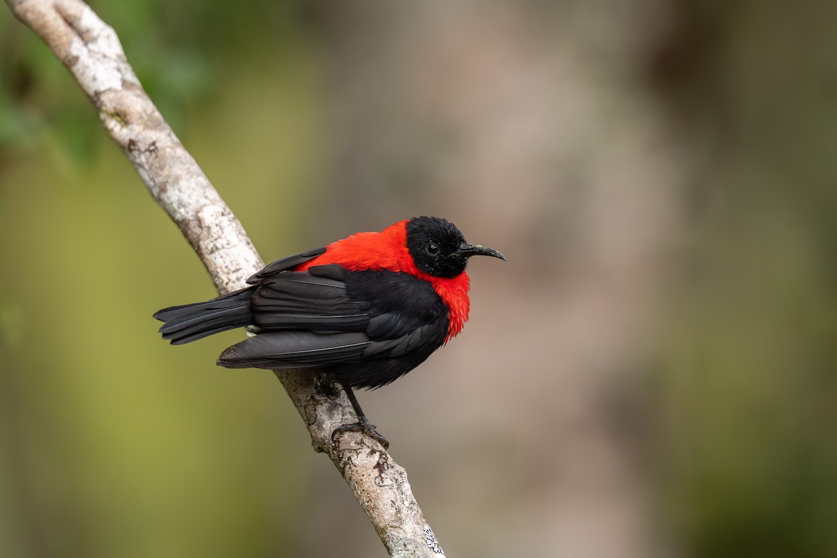 Red-collared Myzomela - ML640353171