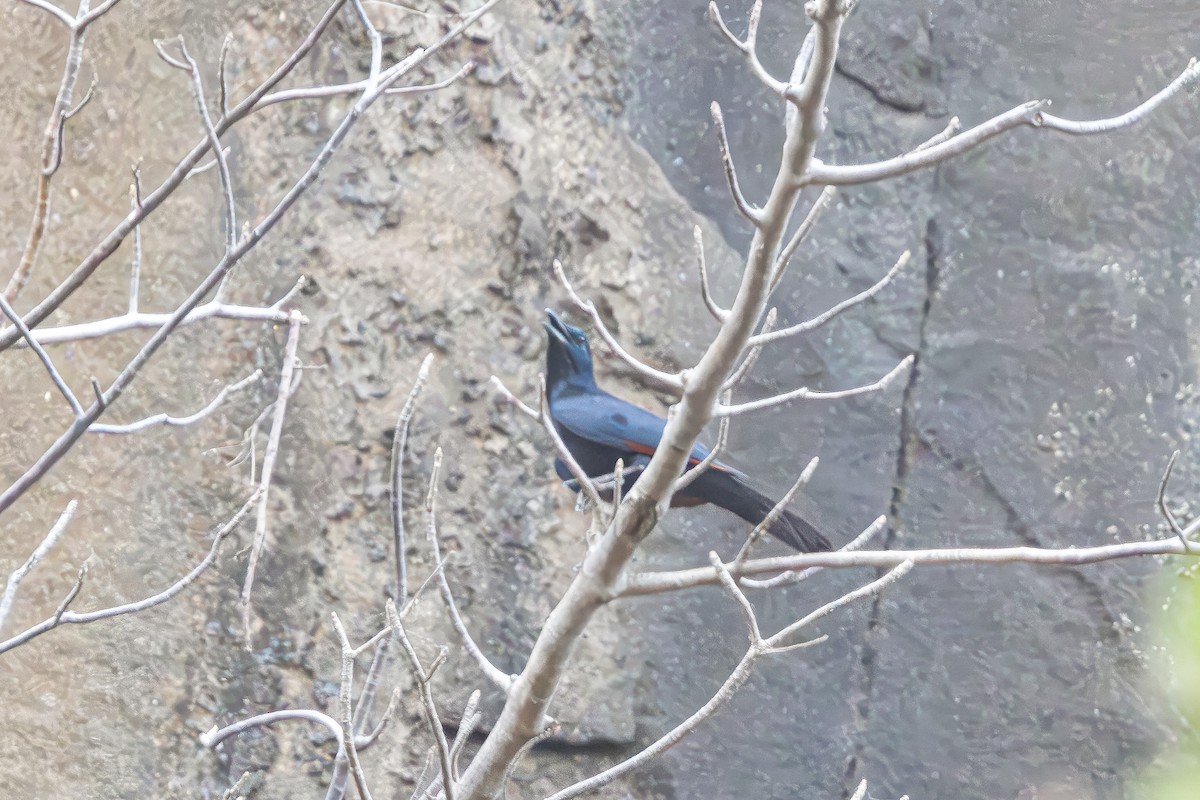Neumann's Starling - ML640353187