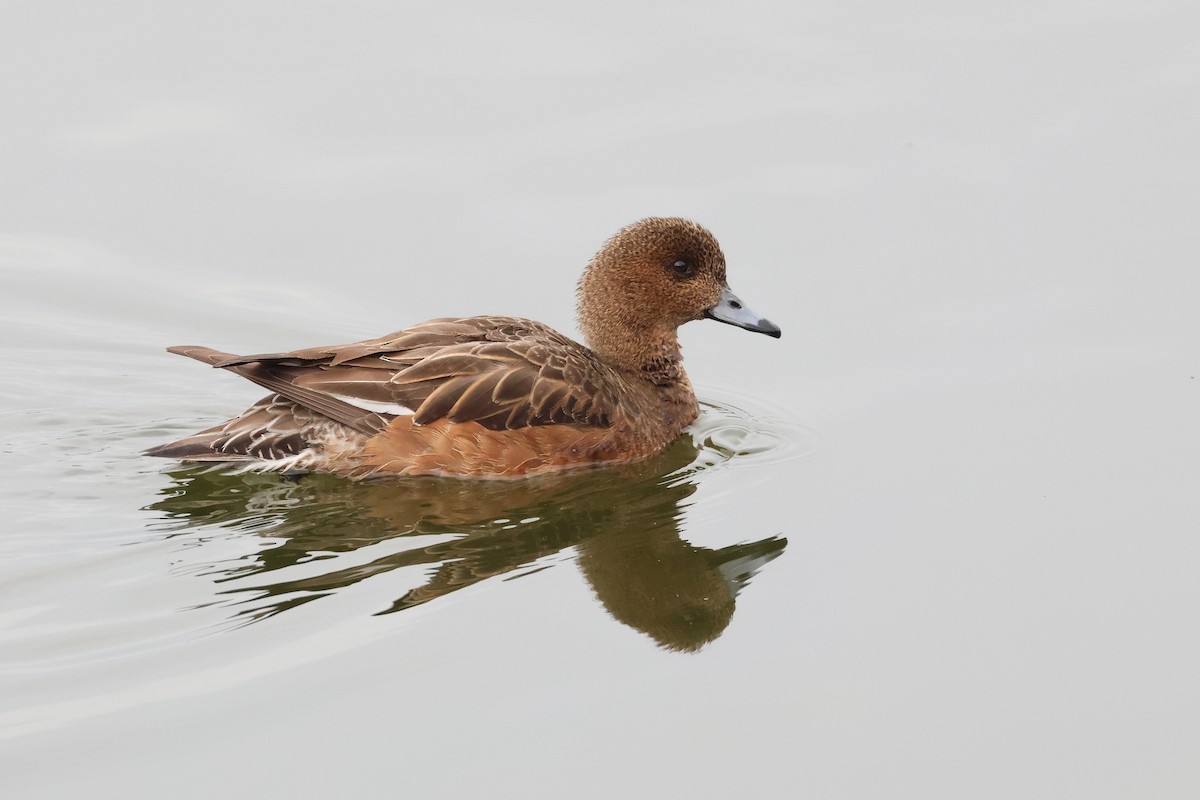 Canard siffleur - ML640353272