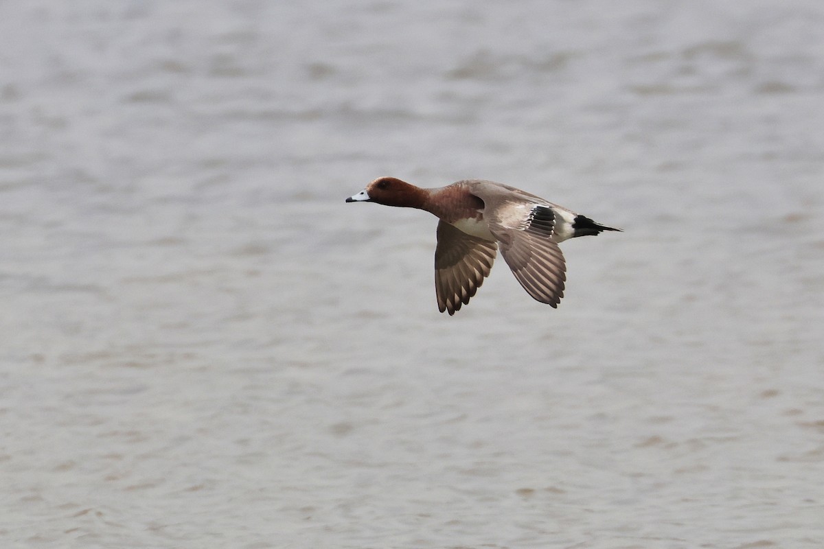 Canard siffleur - ML640353305