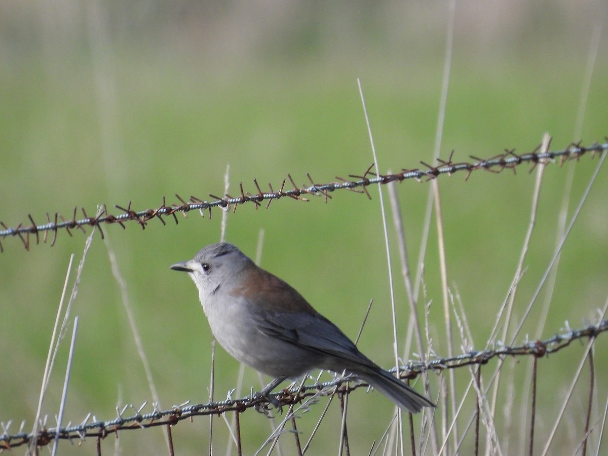 Gray Shrikethrush - ML640353377