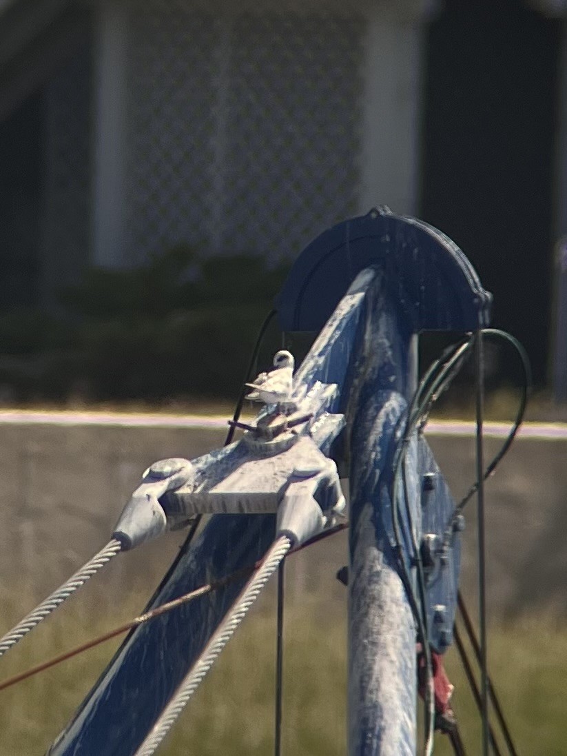 Forster's Tern - ML640353386