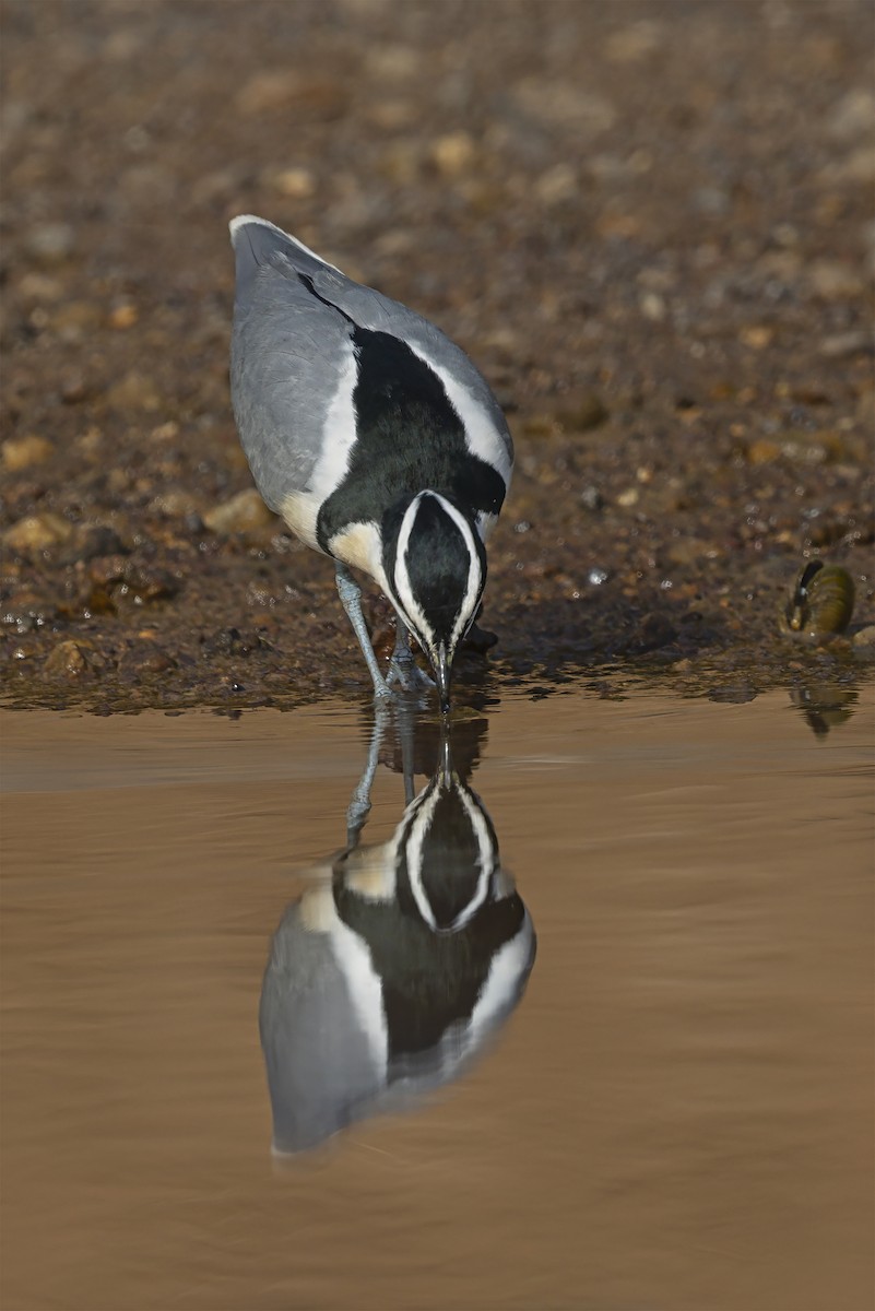 Egyptian Plover - ML640353473