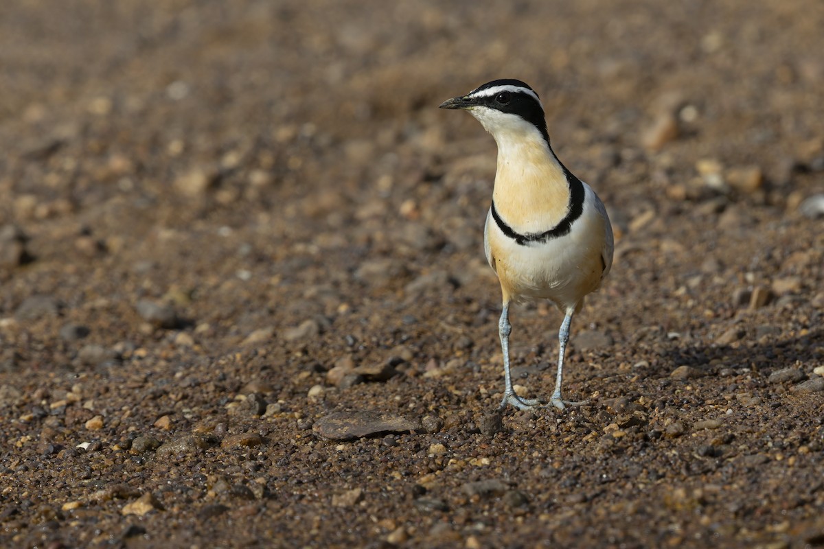 Egyptian Plover - ML640353474