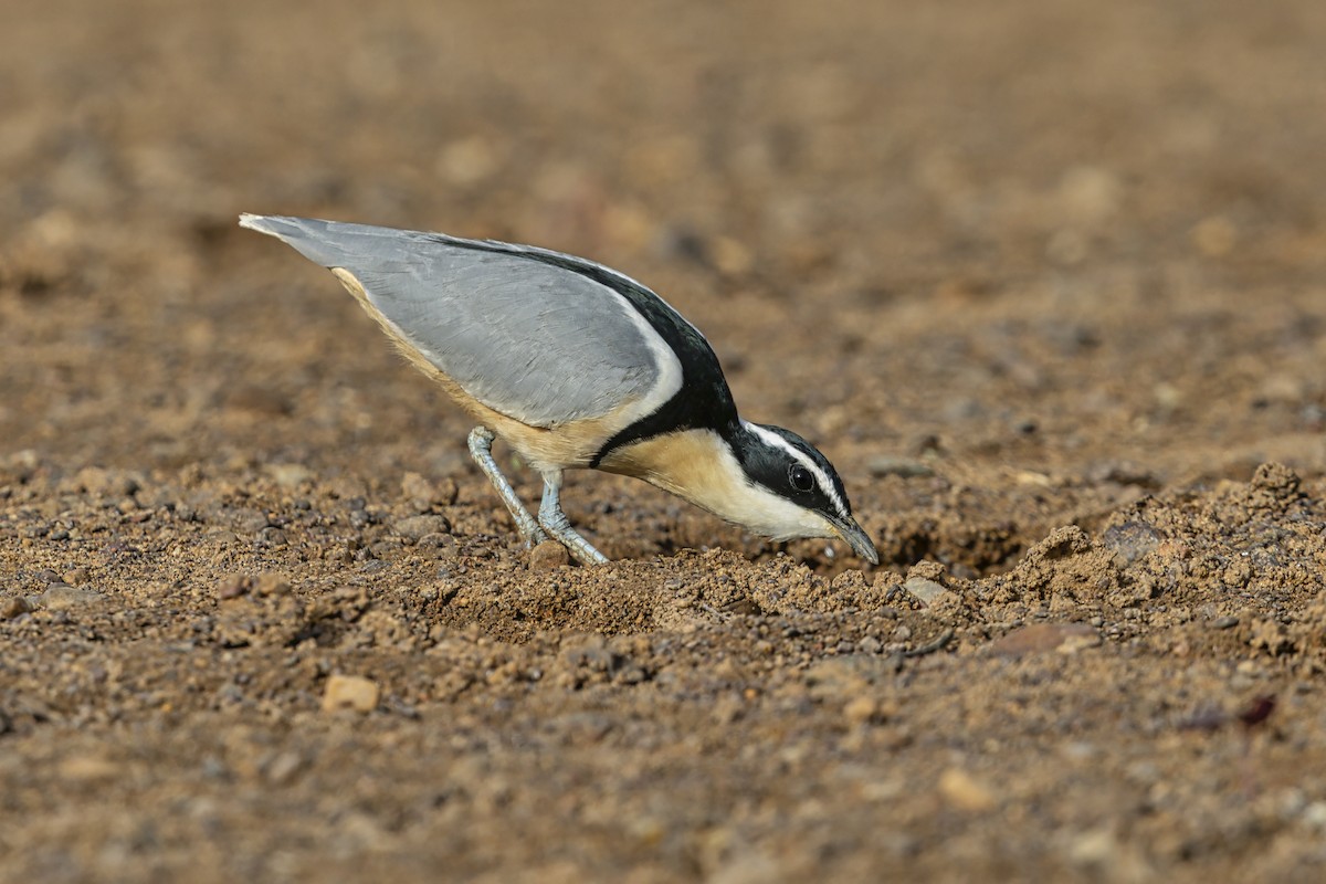 Egyptian Plover - ML640353475