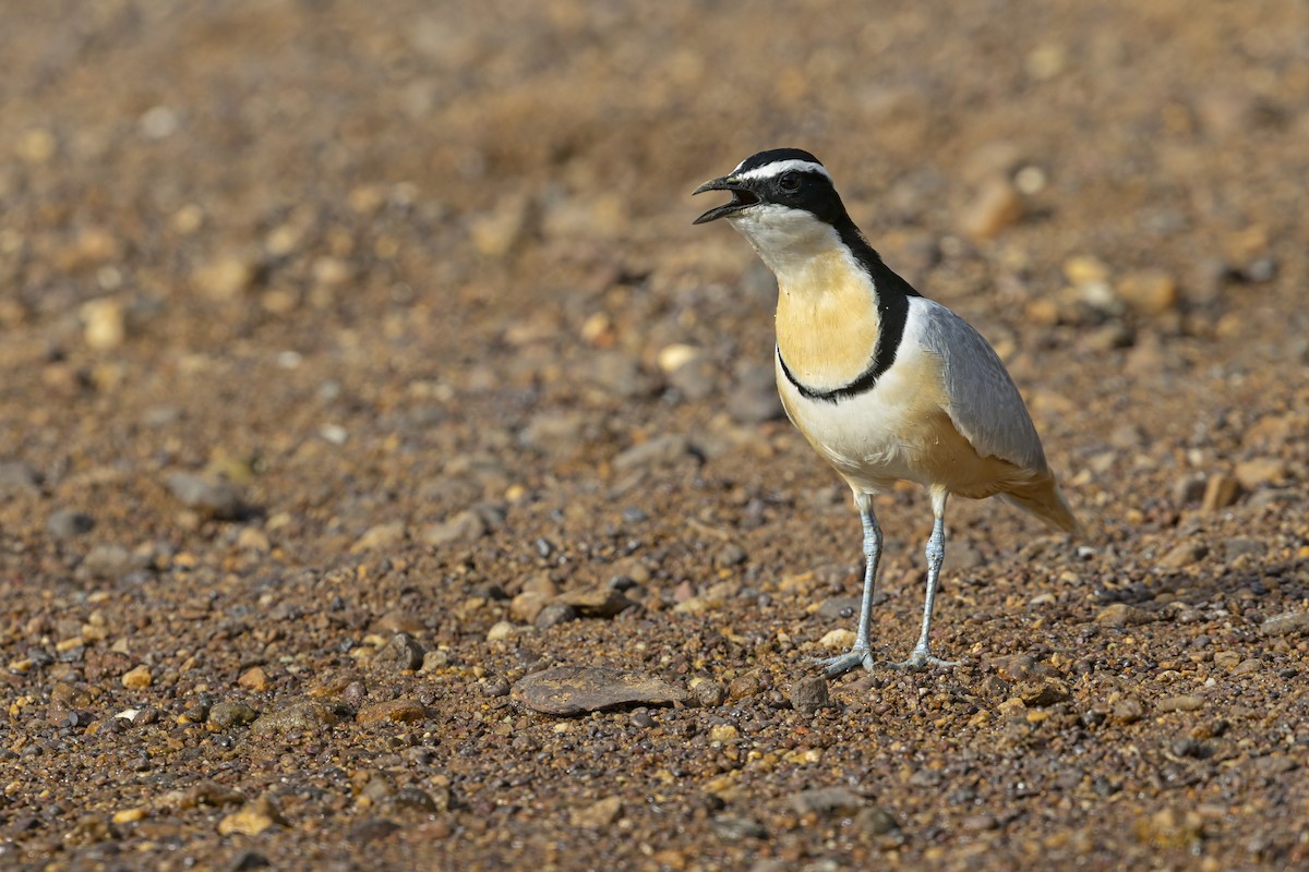 Egyptian Plover - ML640353476