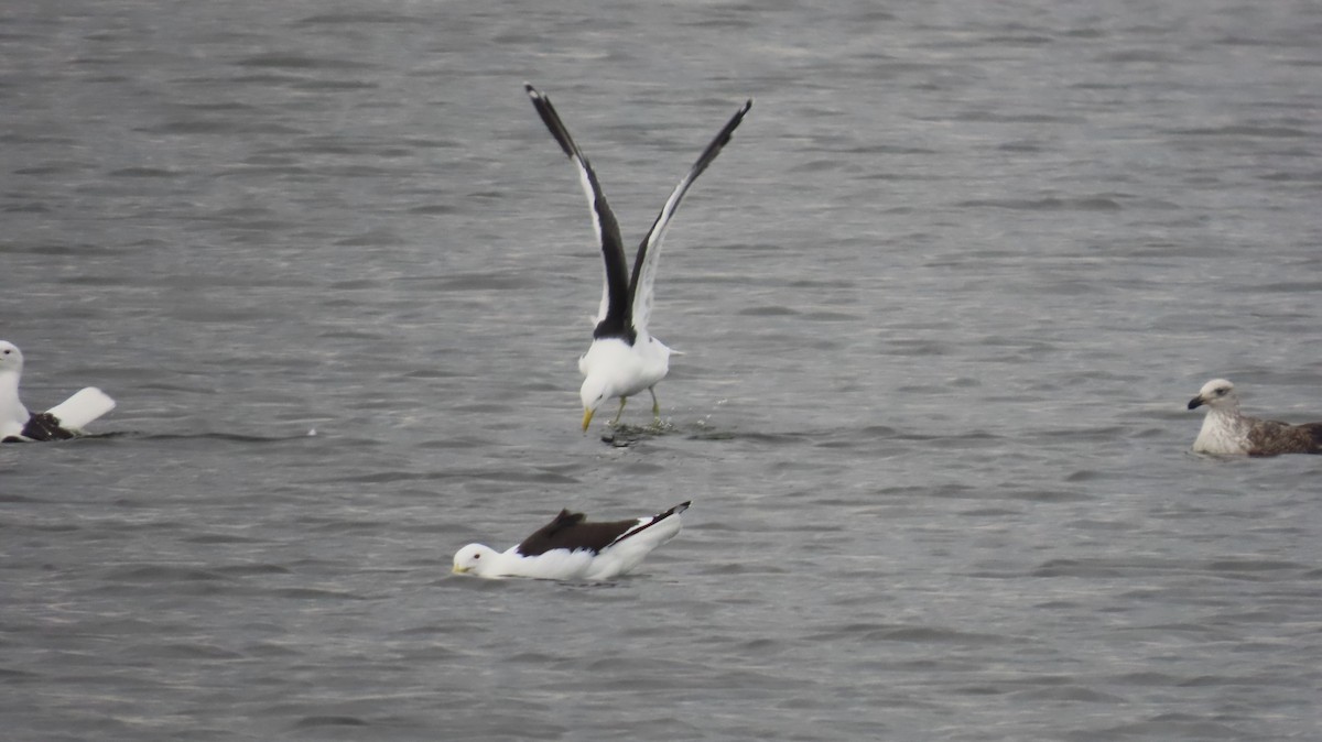 Kelp Gull - ML640353509