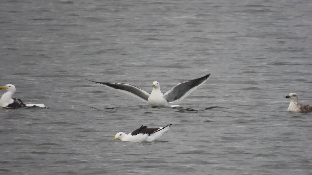 Kelp Gull - ML640353510