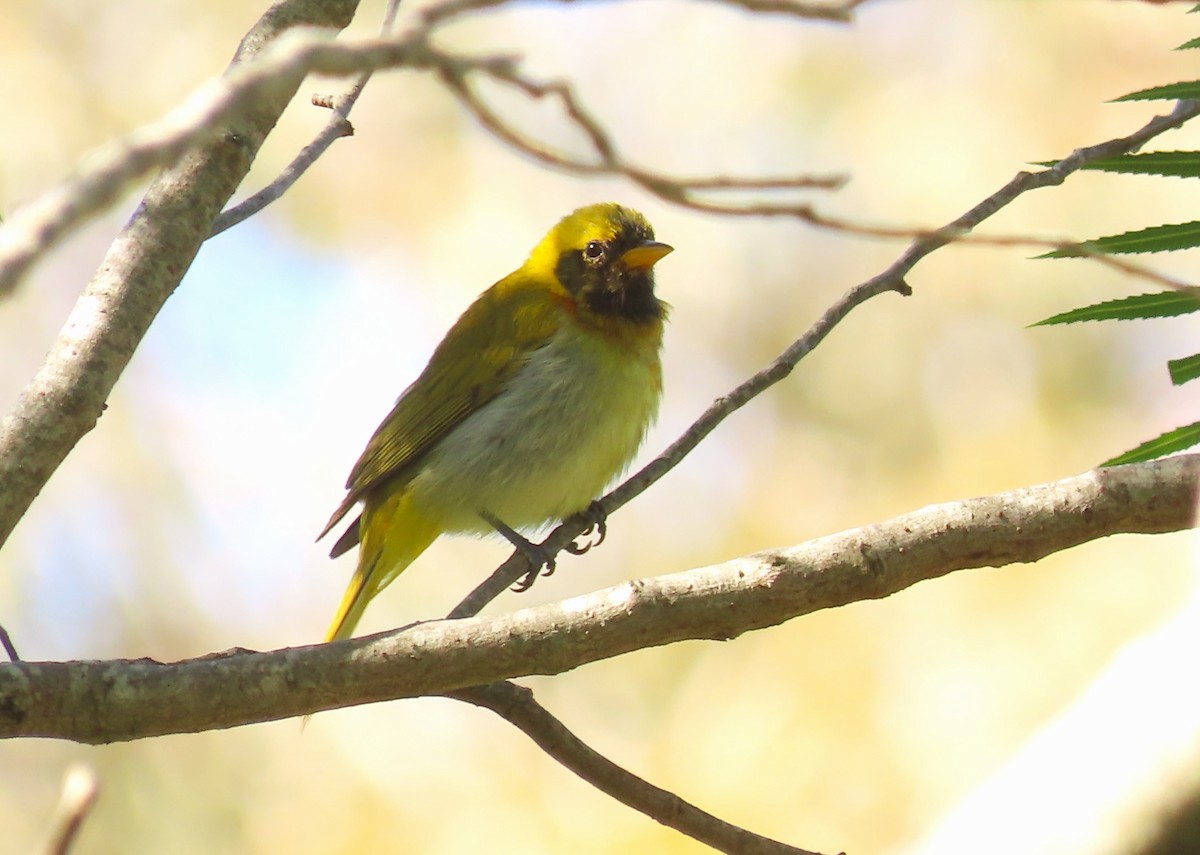 Guira Tanager - ML640353526