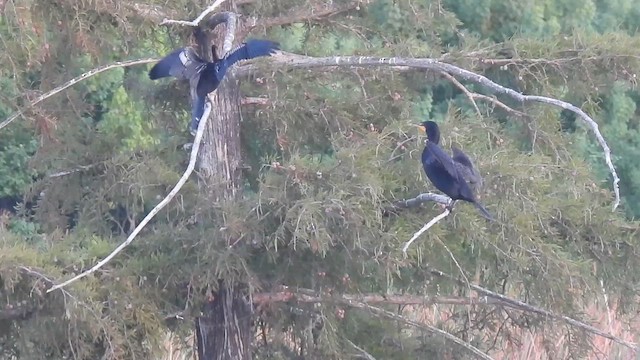 Double-crested Cormorant - ML640353553