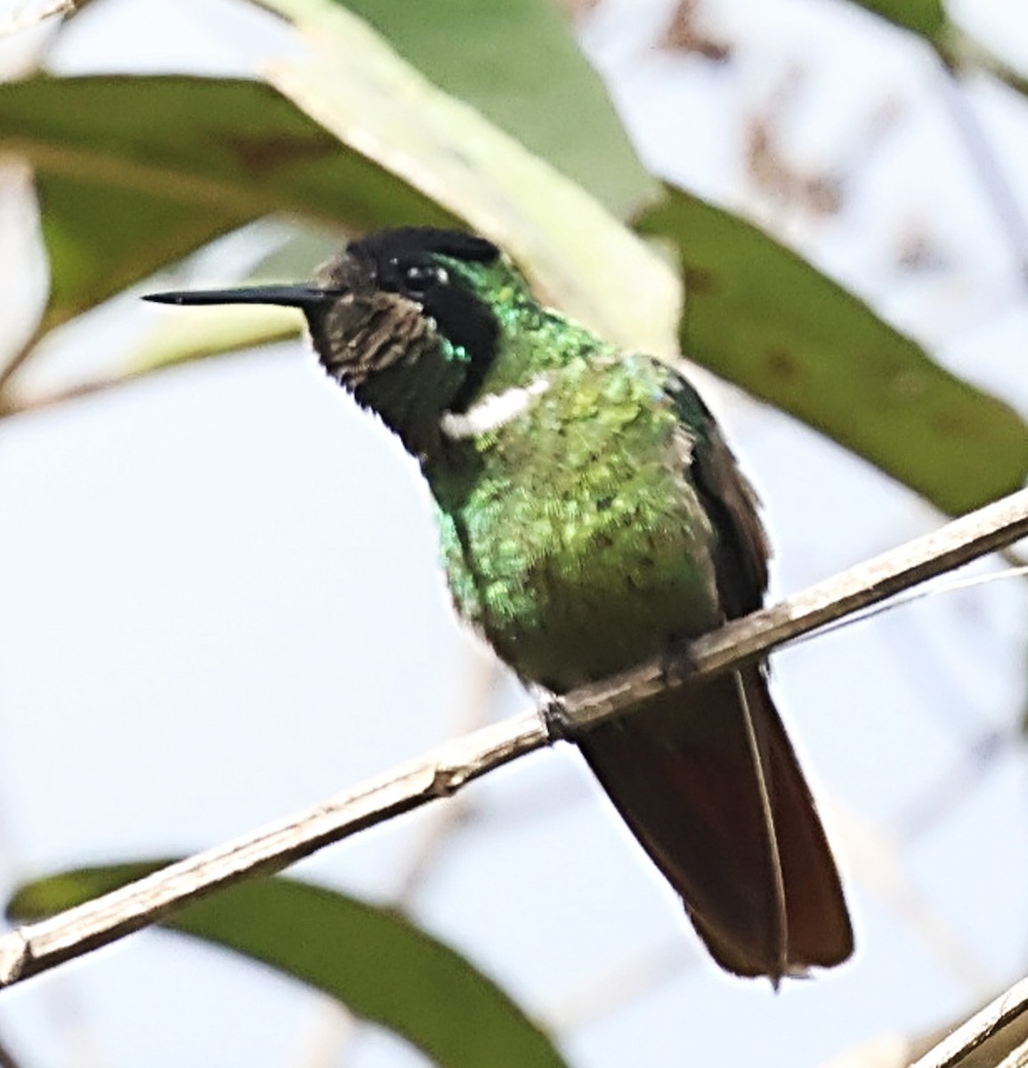 Hooded Visorbearer - ML640353573