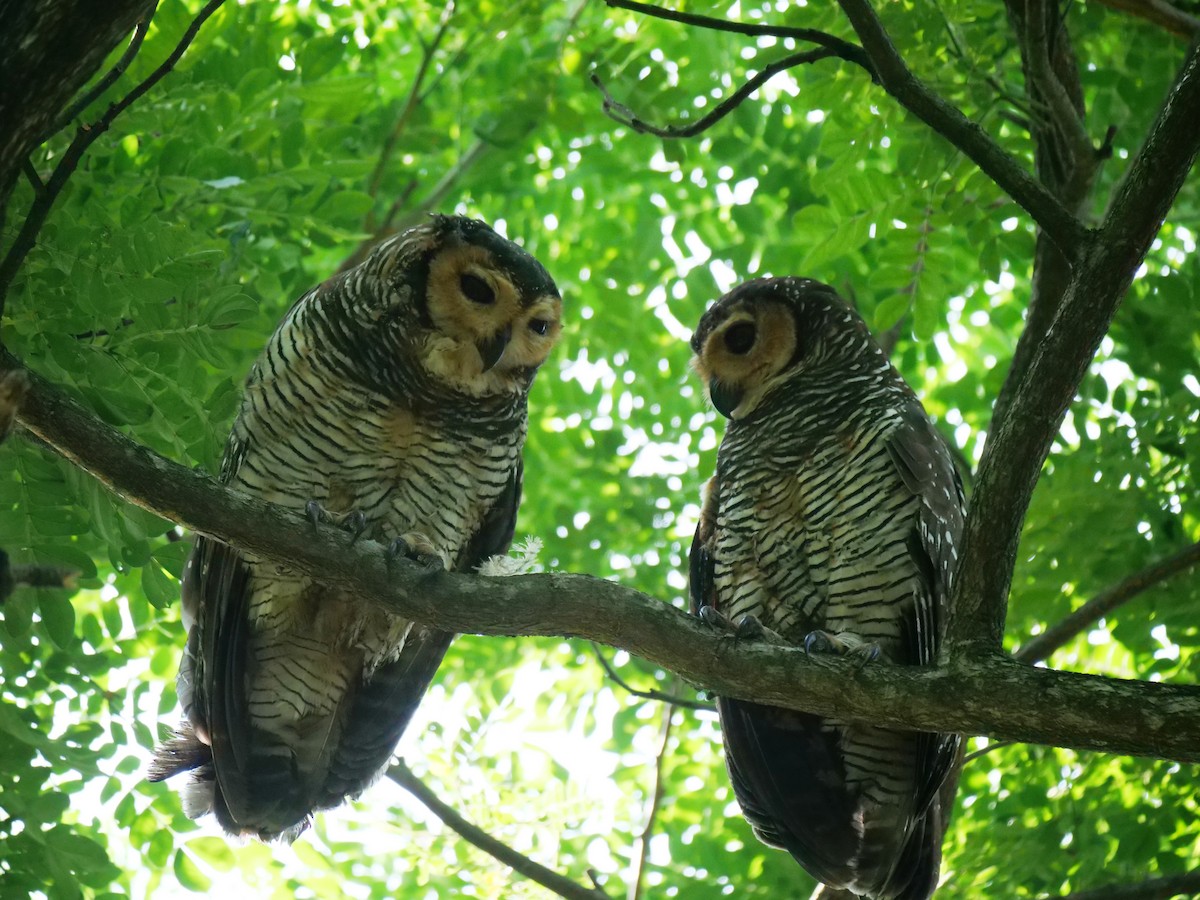 Spotted Wood-Owl - ML640353575