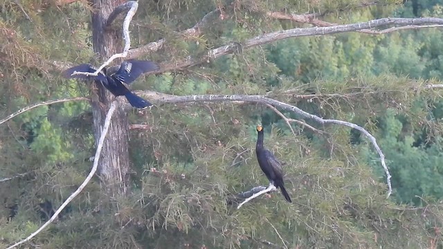 Anhinga - ML640353576