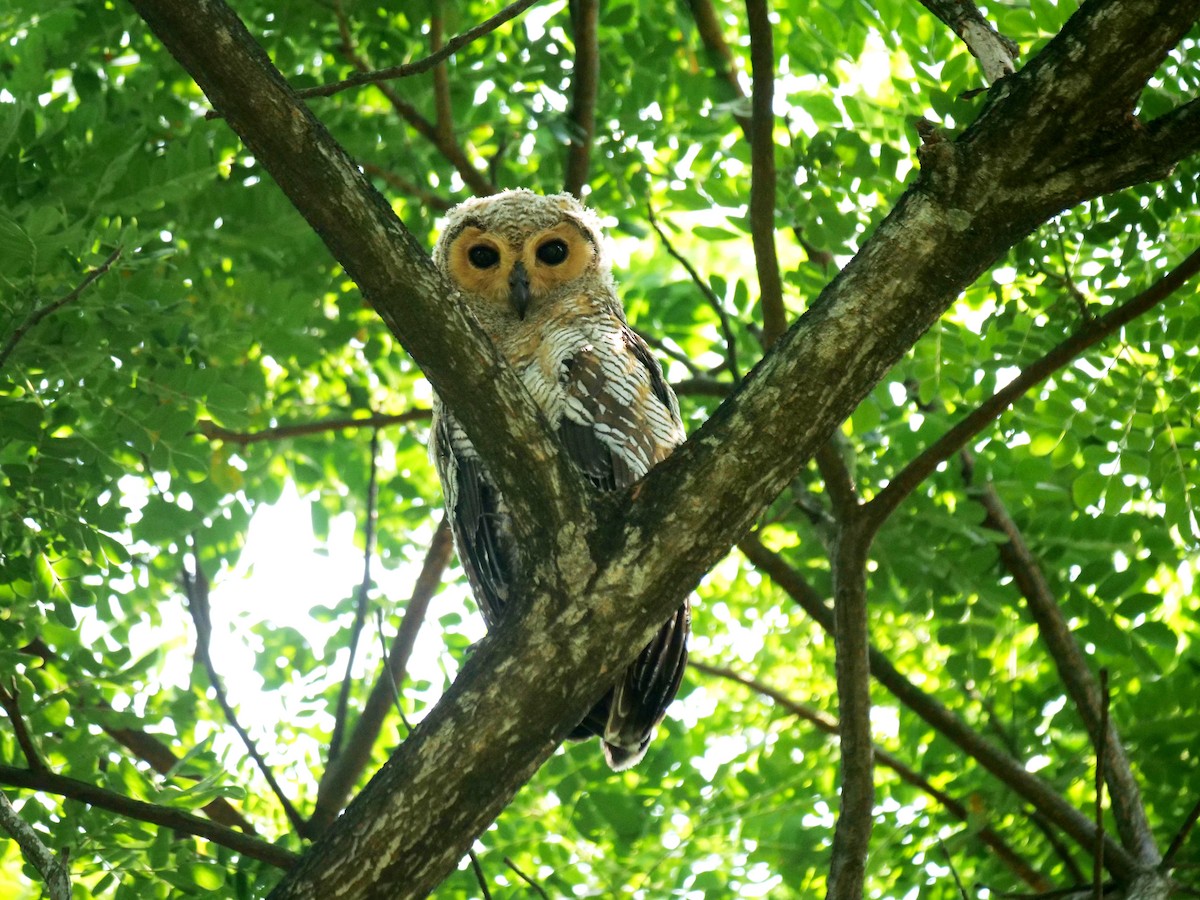 Spotted Wood-Owl - ML640353590