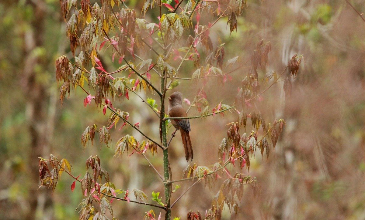 Rusty-fronted Barwing - ML640353621