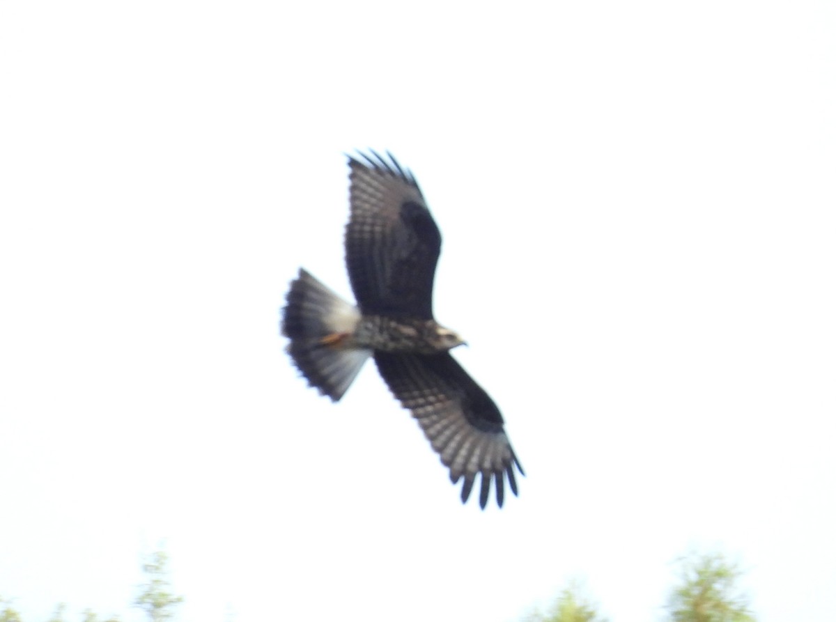 Snail Kite - ML640353637