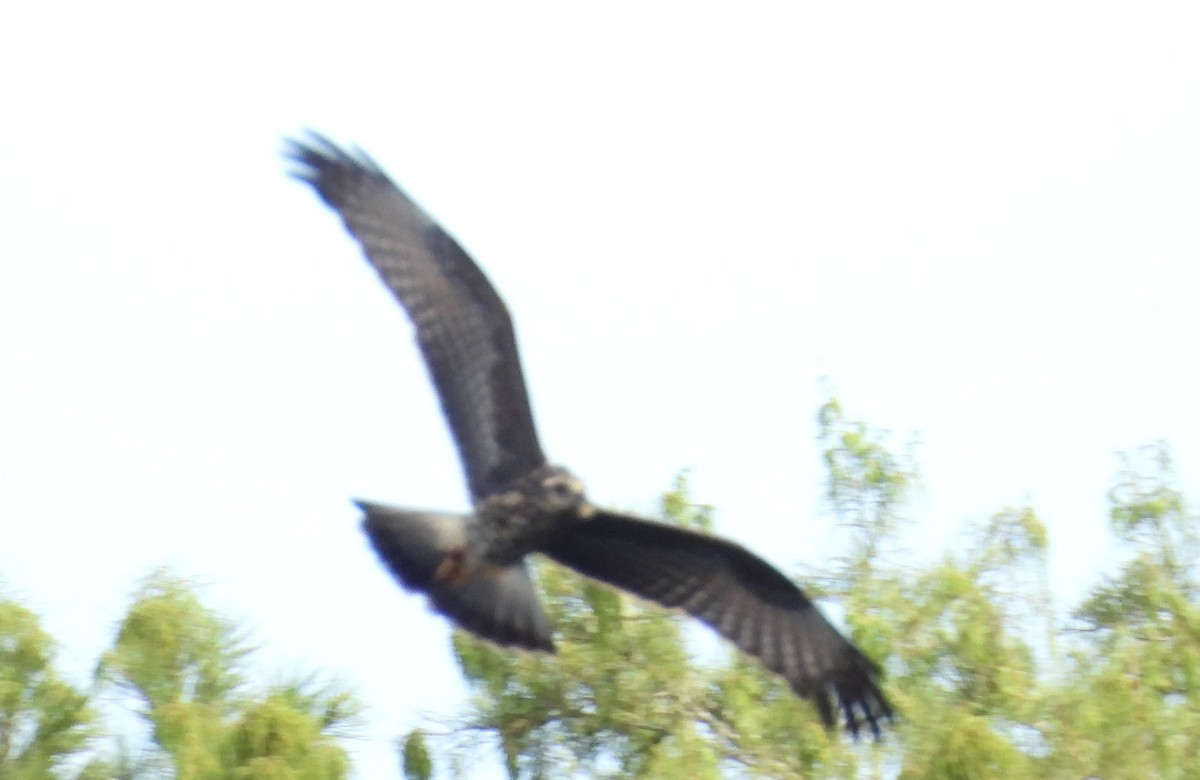Snail Kite - ML640353638