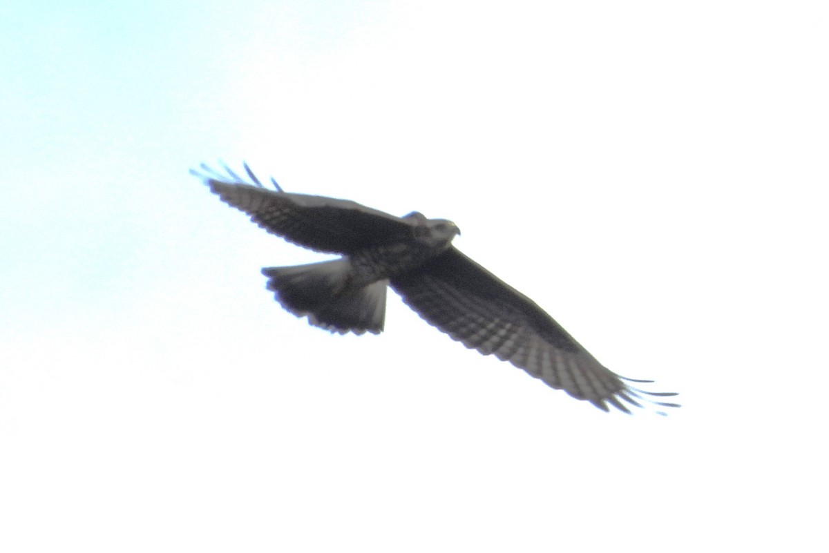 Snail Kite - ML640353639