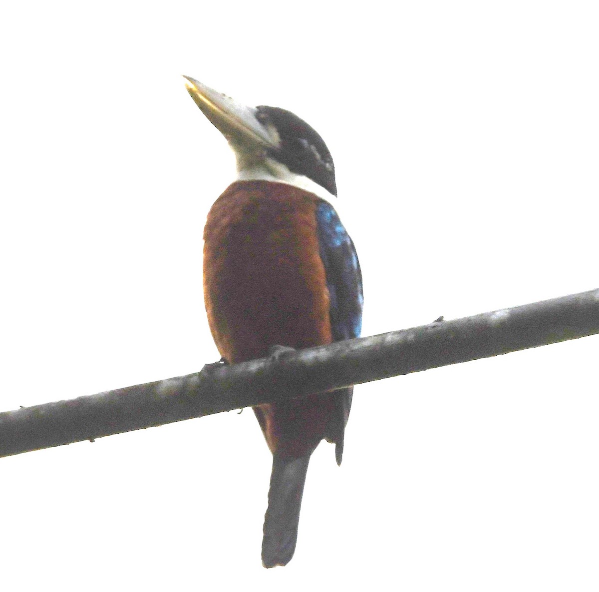 Rufous-bellied Kookaburra - ML640353664