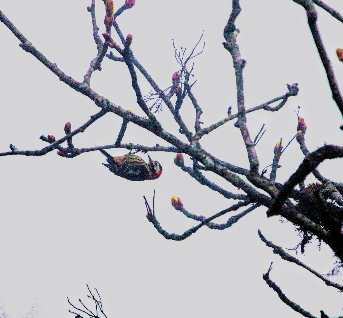 Crimson-naped Woodpecker - ML640353701