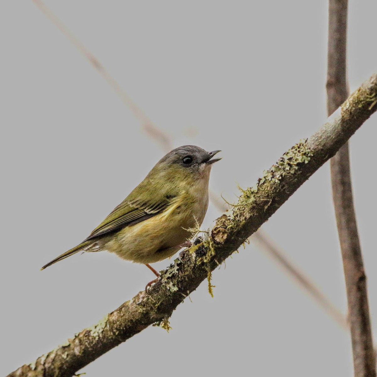 Green Shrike-Babbler - ML640353703