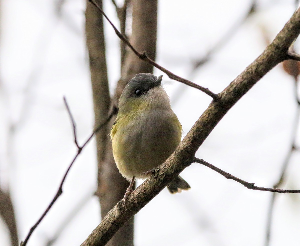 Green Shrike-Babbler - ML640353706