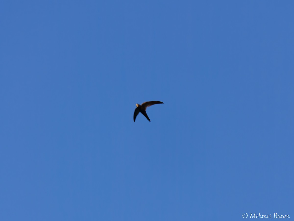 Common Swift - ML640353715
