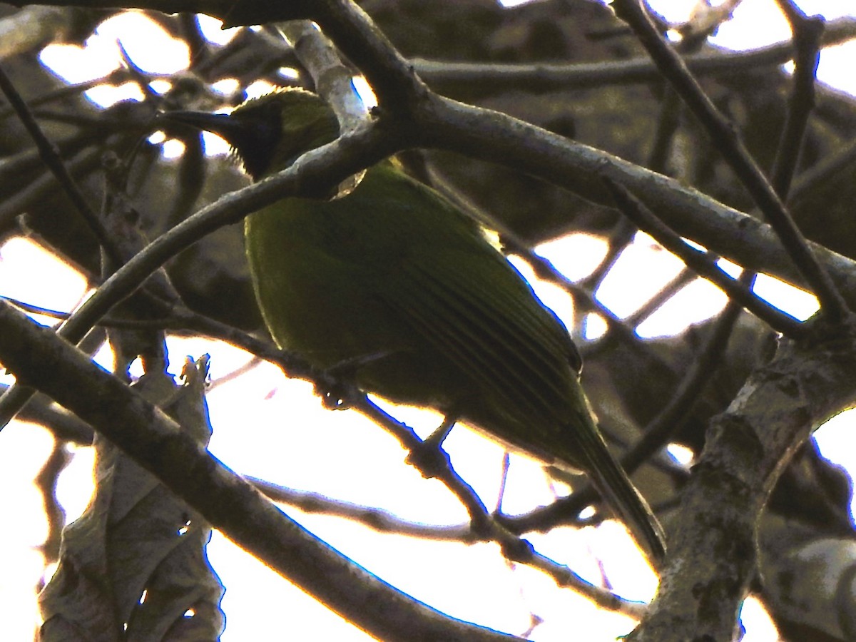 Verdin de Jerdon - ML640353736