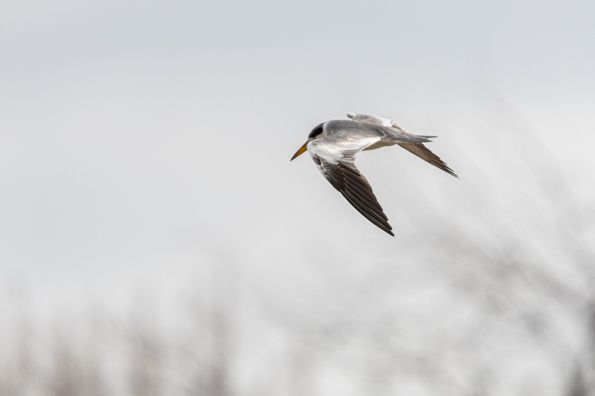 Large-billed Tern - ML640353795