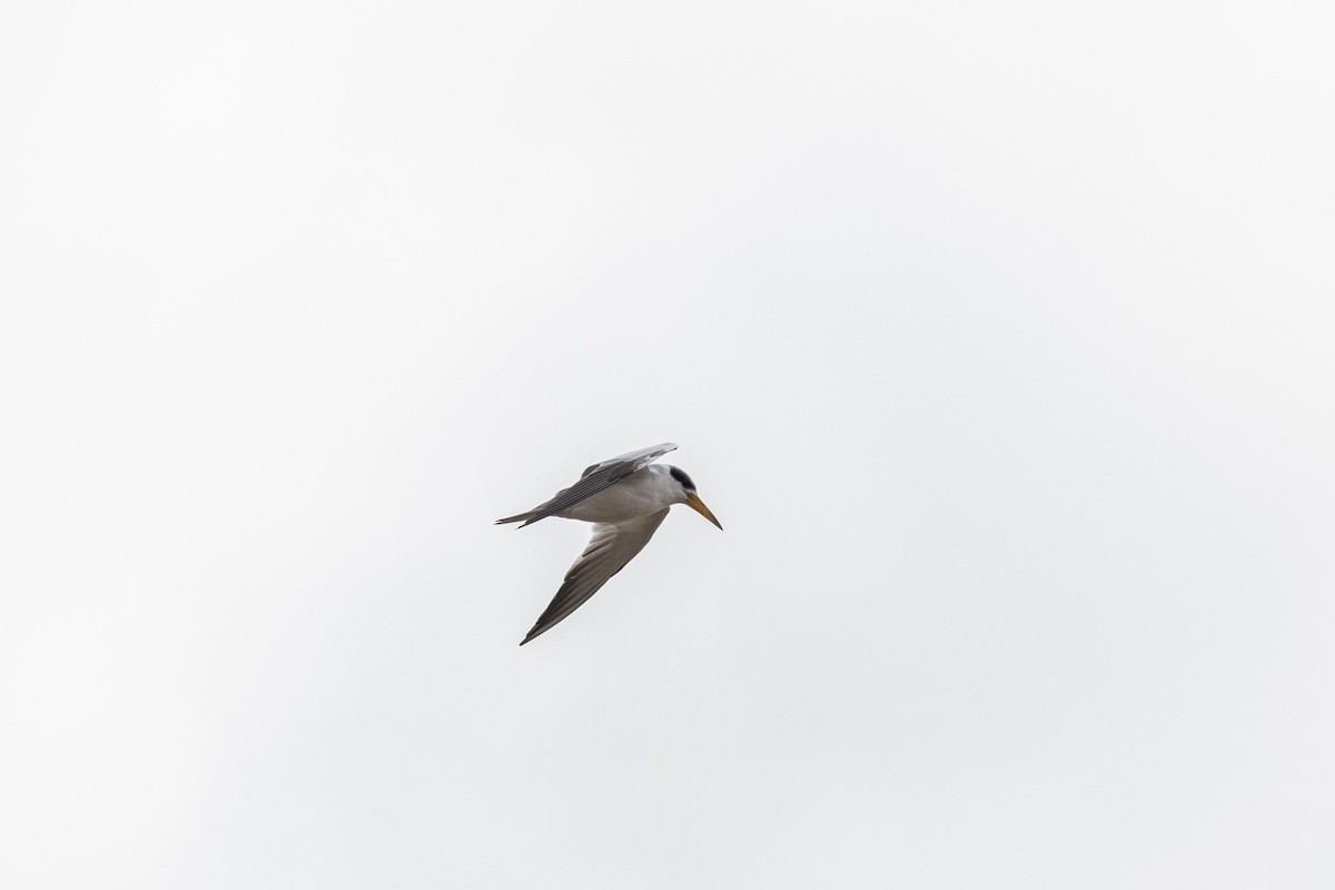 Large-billed Tern - ML640353826