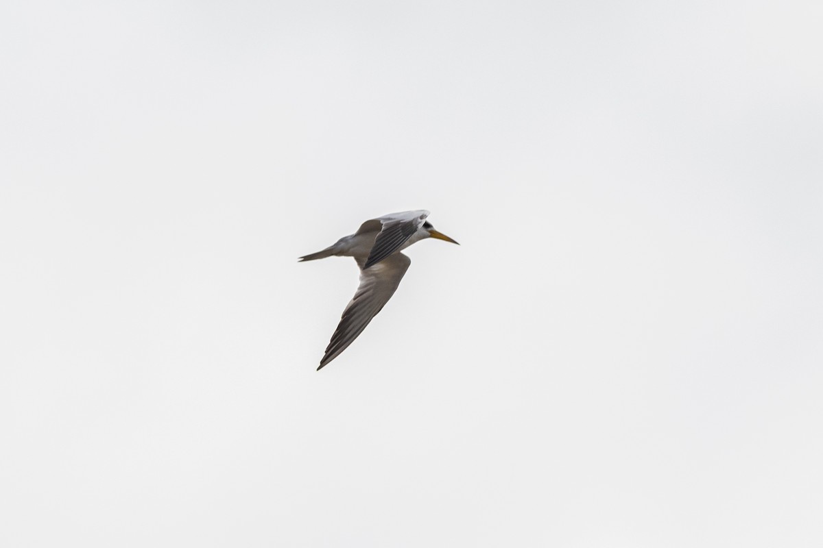 Large-billed Tern - ML640353827