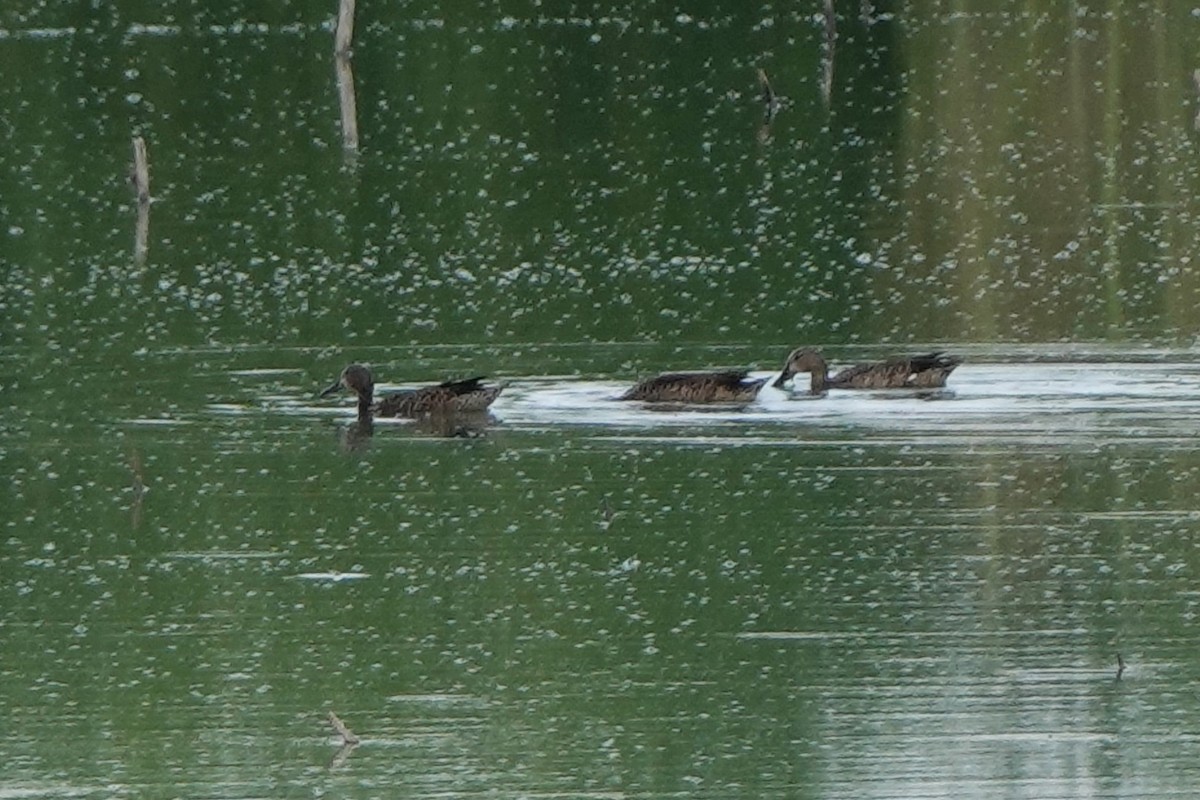 Blue-winged Teal - ML640353872