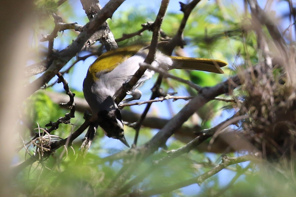Black-crowned Palm-Tanager - ML640353878