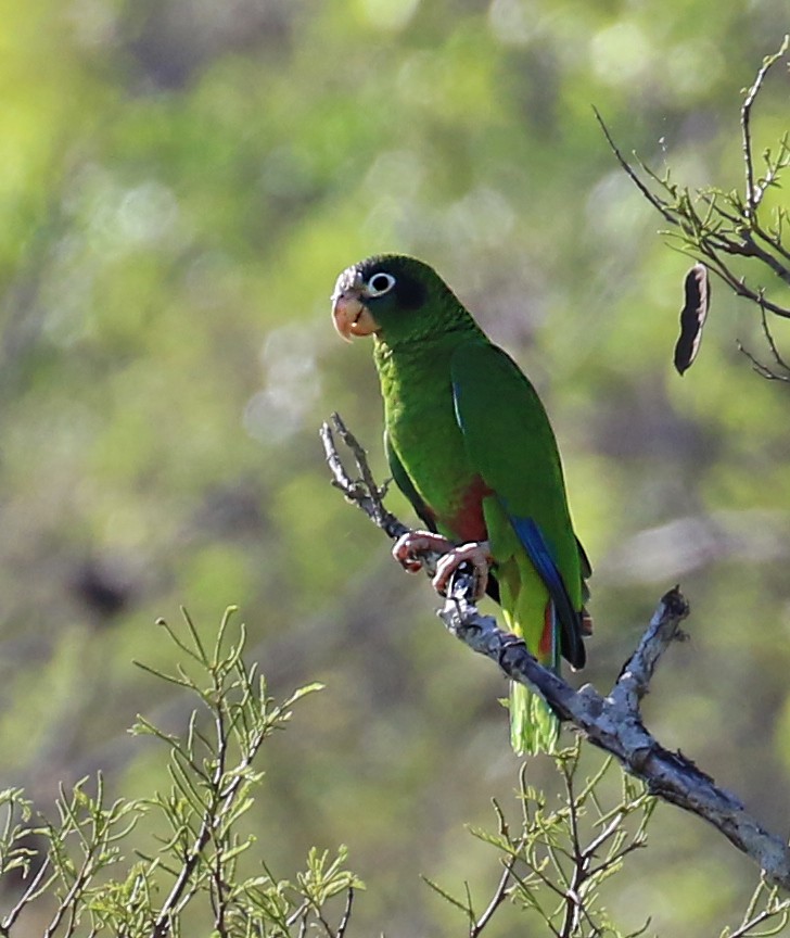 Hispaniolan Amazon - ML640353887