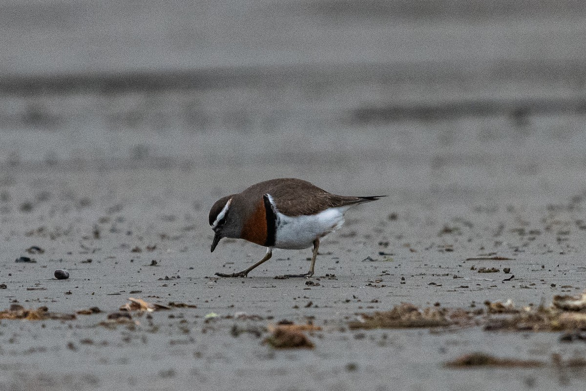 Rufous-chested Dotterel - ML640353890