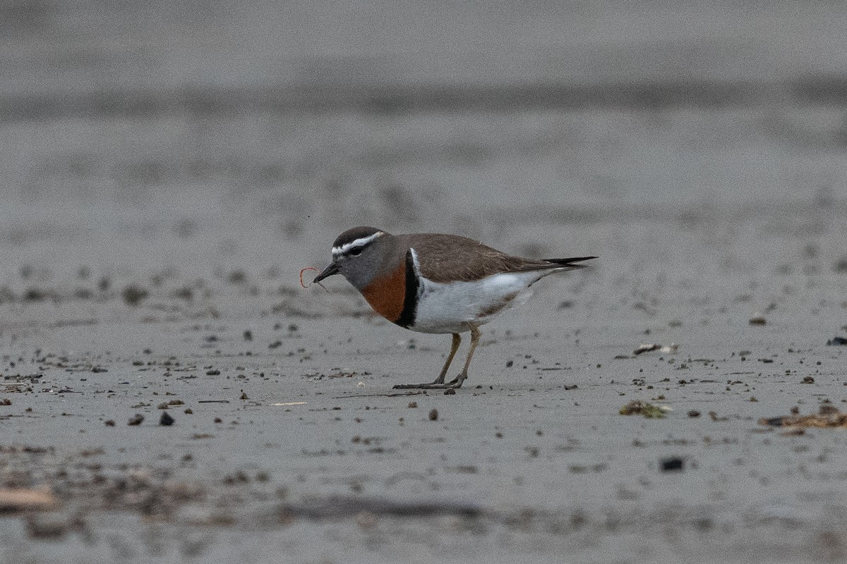 Rufous-chested Dotterel - ML640353896