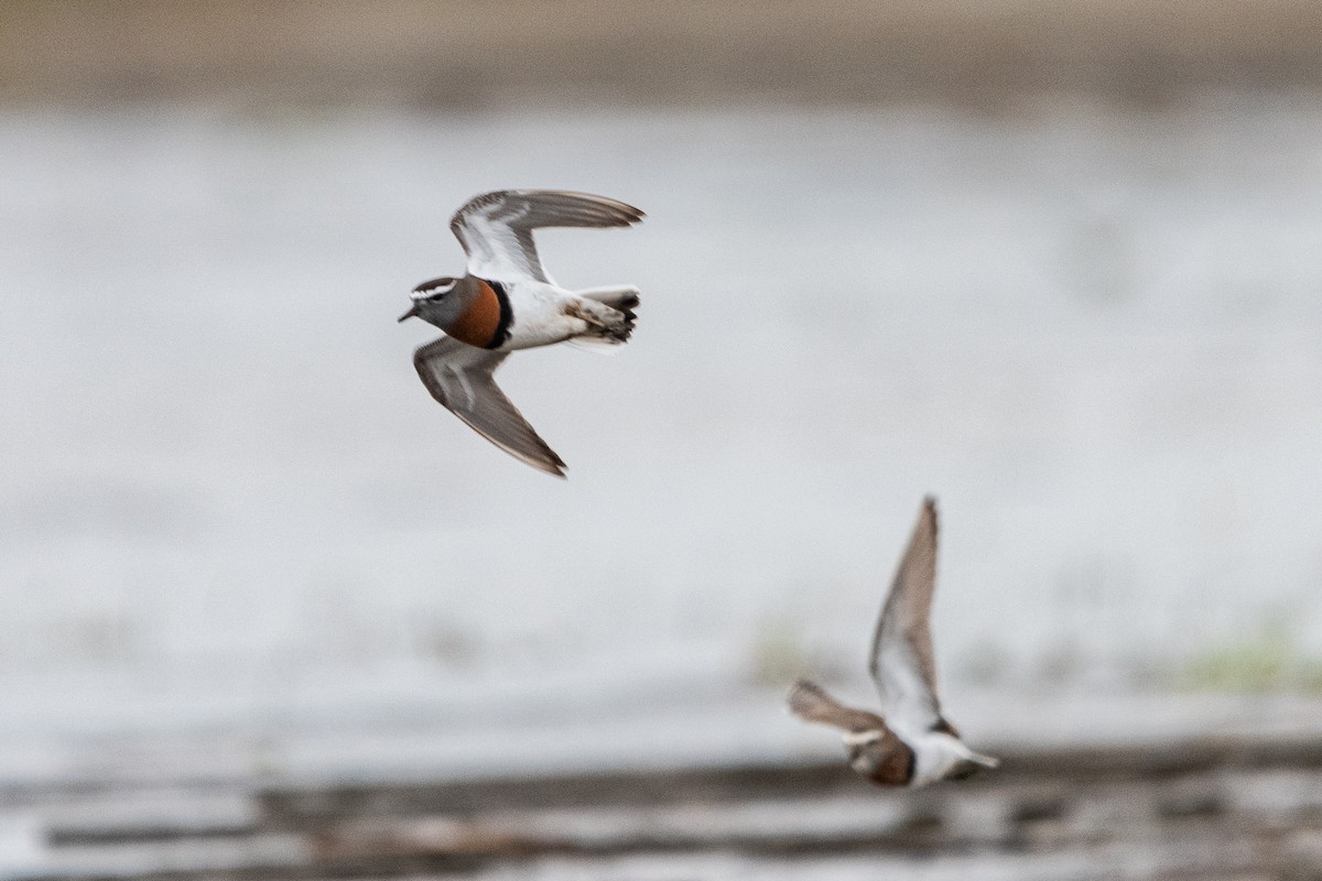 Rufous-chested Dotterel - ML640353899