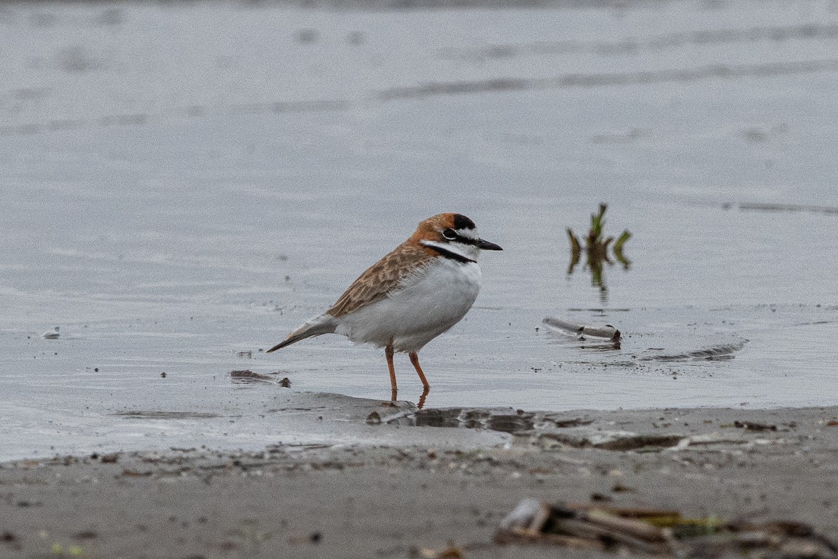 Collared Plover - ML640353905