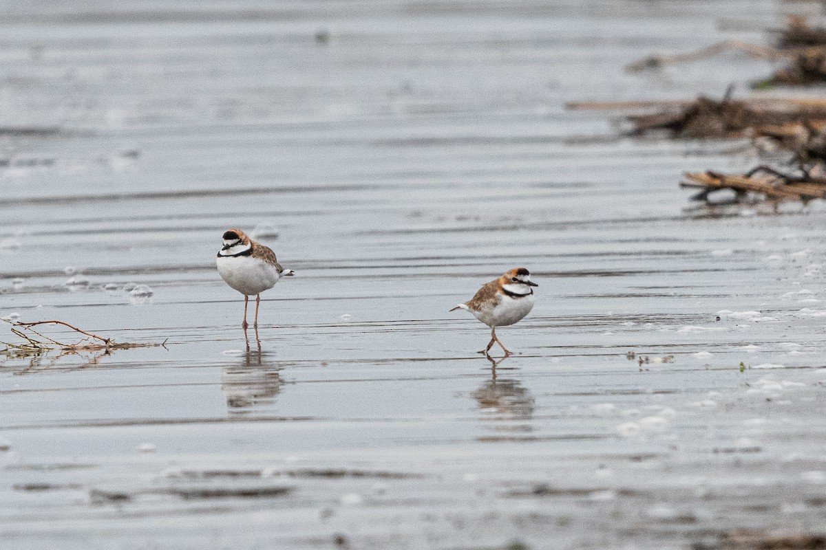 Collared Plover - ML640353907