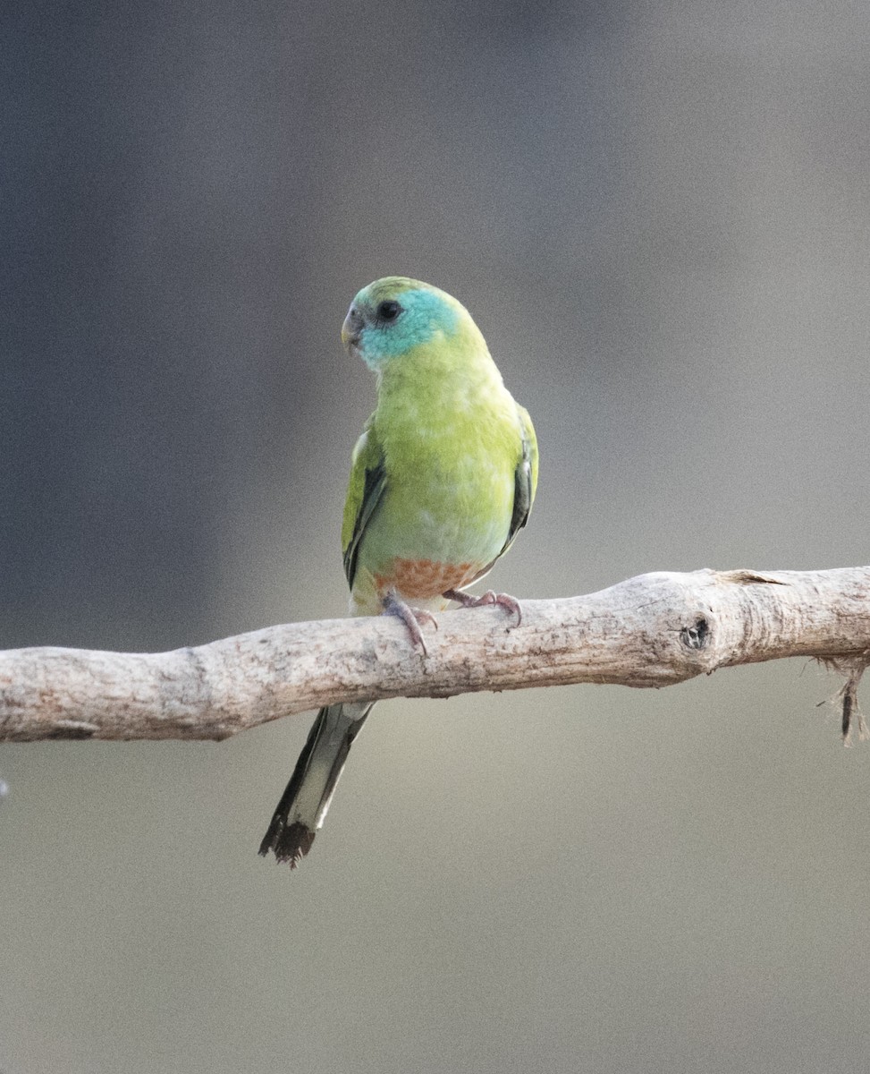 Golden-shouldered Parrot - ML640353921