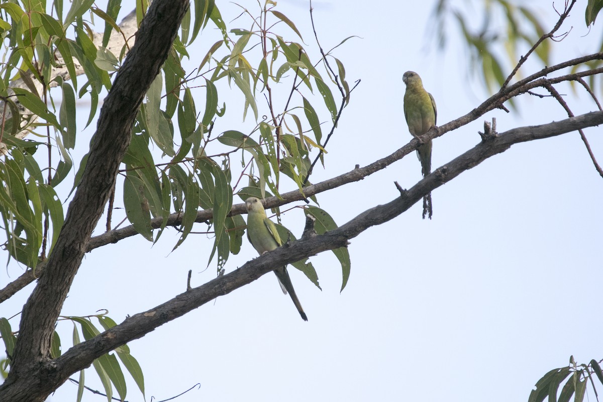 Golden-shouldered Parrot - ML640353922