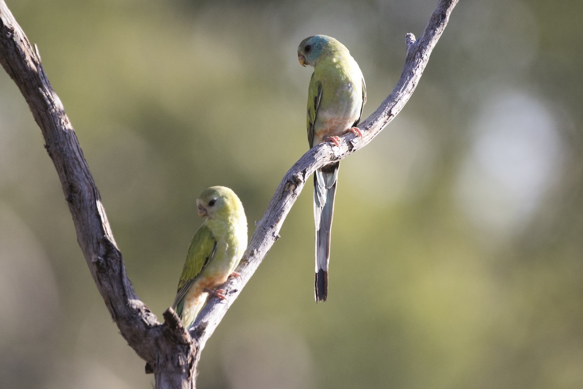Golden-shouldered Parrot - ML640353925