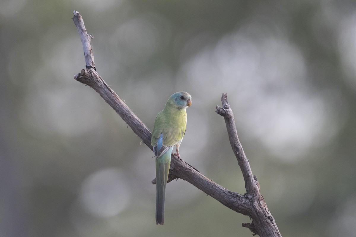 Golden-shouldered Parrot - ML640353926