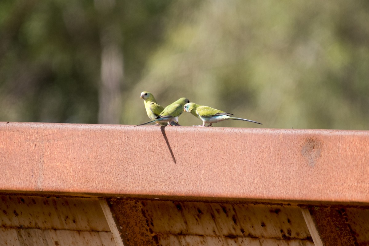 Golden-shouldered Parrot - ML640353928